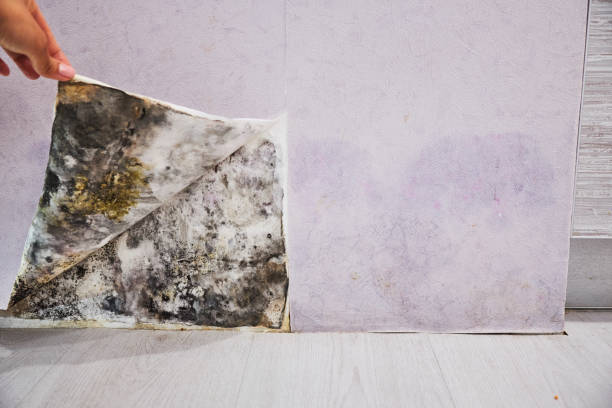 Trusted Brent, FL Mold Removal Experts